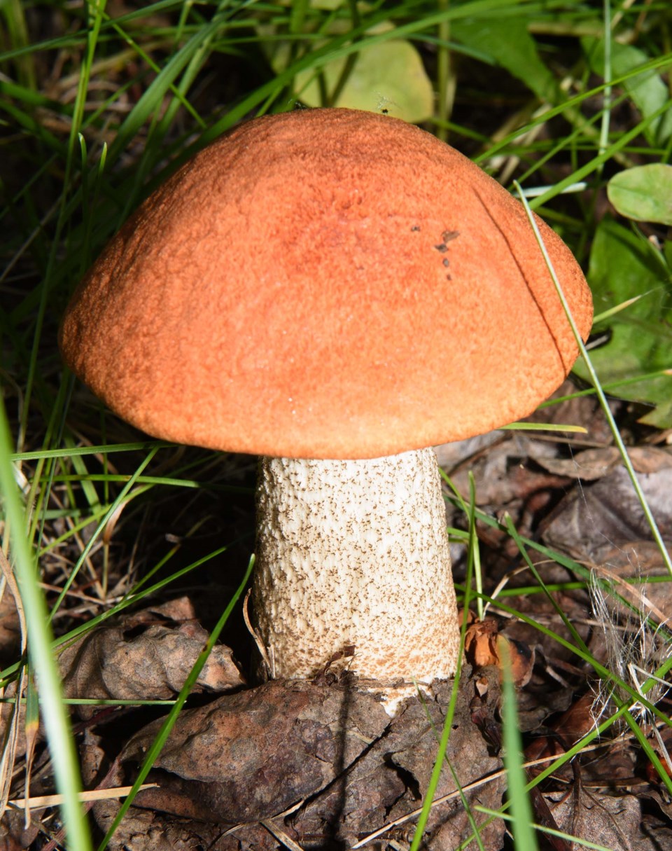 0720-mushroomexpo-mushroomfest-red-top-7156-km