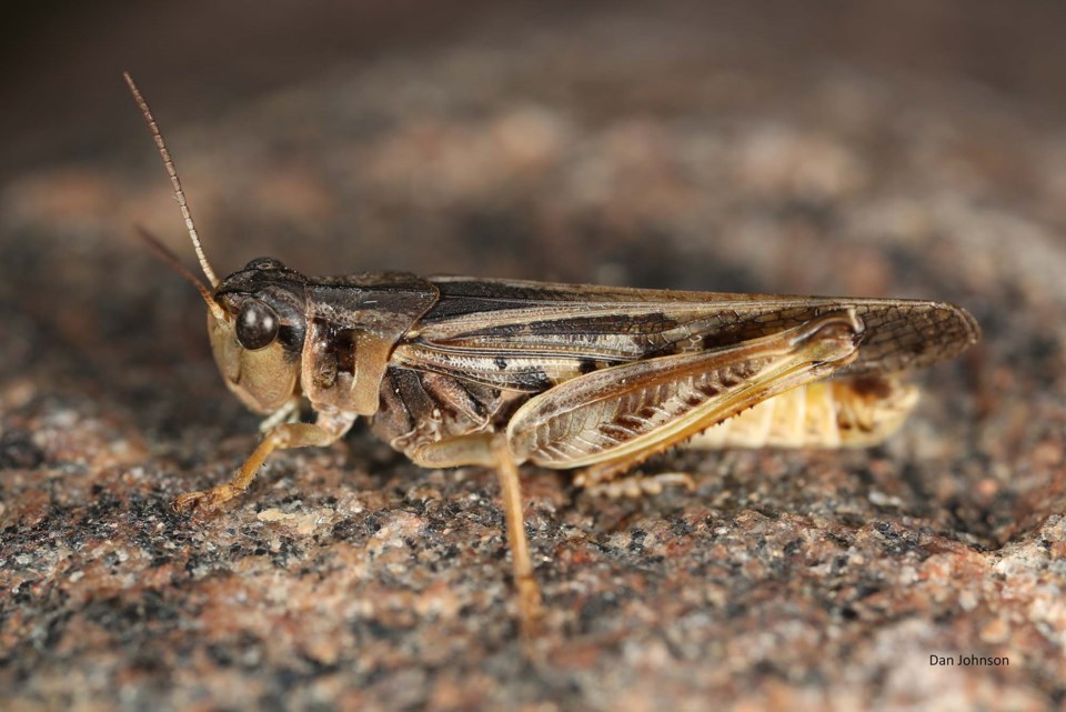0729-grasshopper-clearwinged-dj