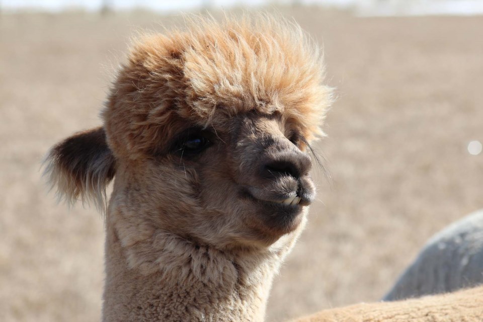 0803-openfarm-alpaca-7731-sup