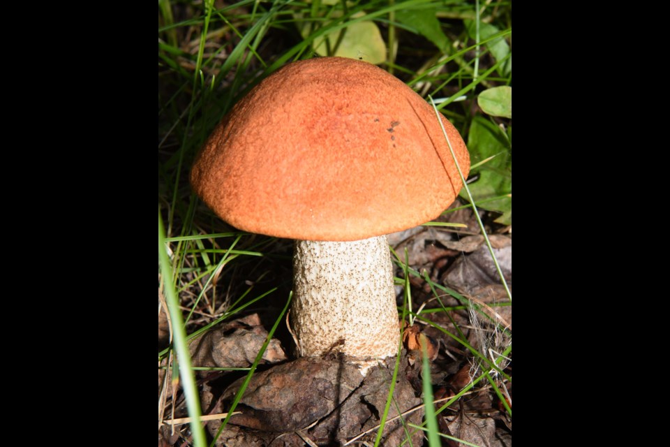 RED TOP — A photogenic red top or northern roughstem mushroom spotted near the Red Willow Trail on Poirier Ave. on Aug. 1, 2023. The Alberta legislature passed a motion in 2009 that called on the government to make the red top the official mushroom of Alberta. The provincial government has yet to do so as of 2023. KEVIN MA/St. Albert Gazette