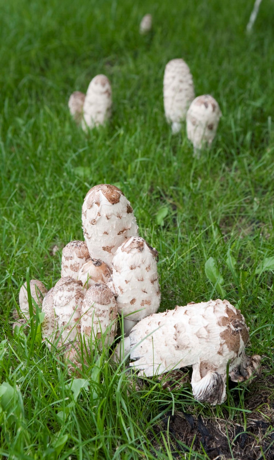 0813-mushroom-fest-mushroom-3444-km