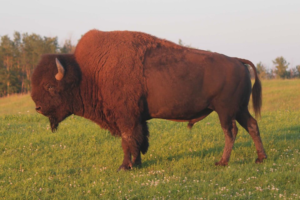 BUFF — A bison at River Valley Bison in Sturgeon County. There are about 65,405 bison on Alberta farms, or about 44 per cent of the on-farm bison population. RIVER VALLEY BISON/Photo
