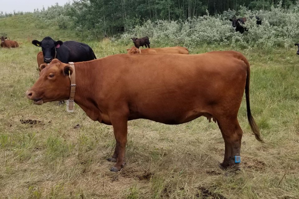0823-hot-cows-supw