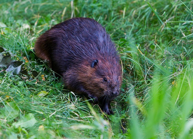 0903-beaver-management