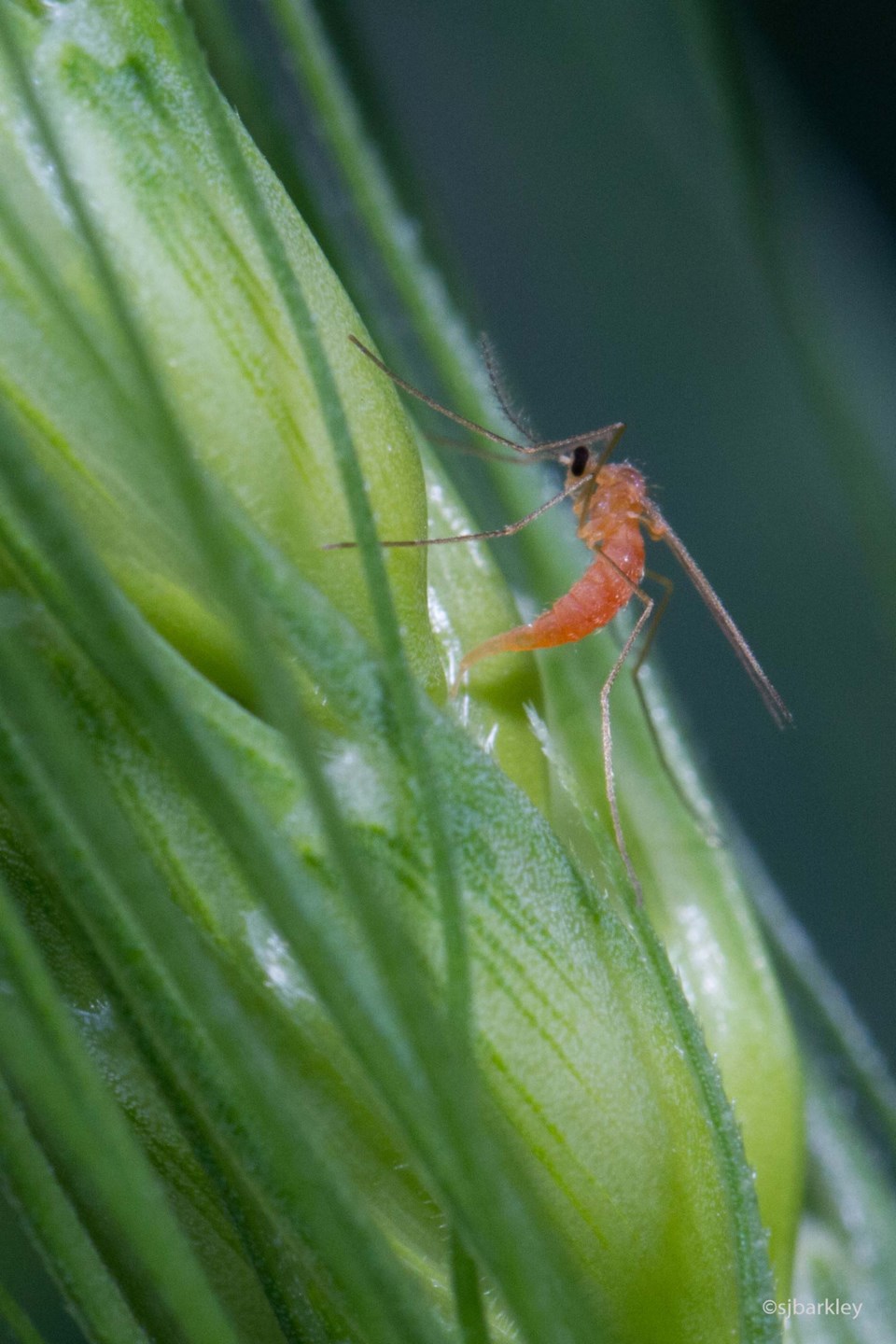 0907 WheatMidge sup