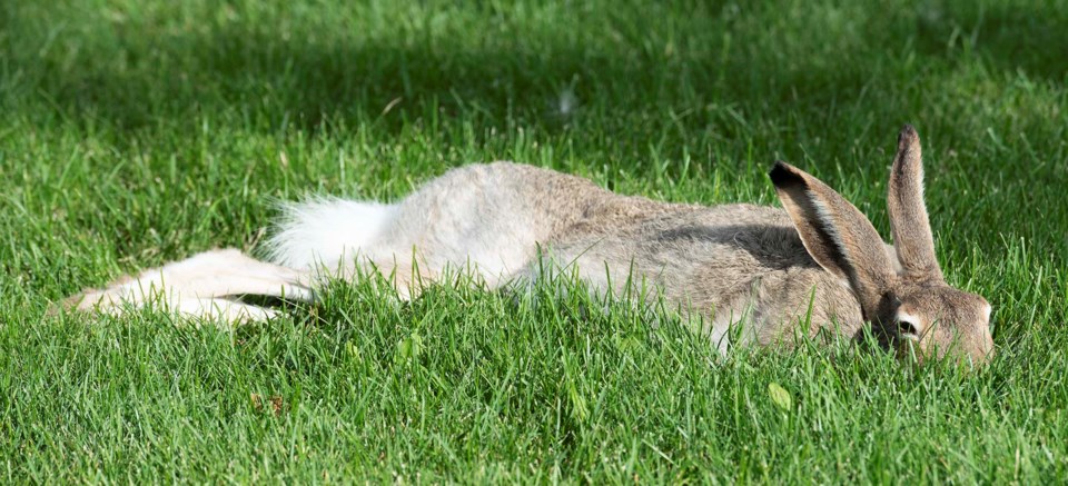 0911-weatherhitweb-bunny-4234-km