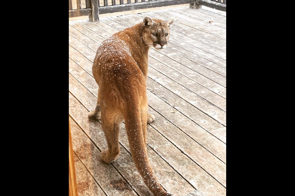 COUGAR — Cougars are an extremely rare sight in urban areas such as St. Albert. (This one was photographed in Bragg Creek.) Note the cat-like face and long, thin tail. FILE PHOTO/Cochrane Eagle