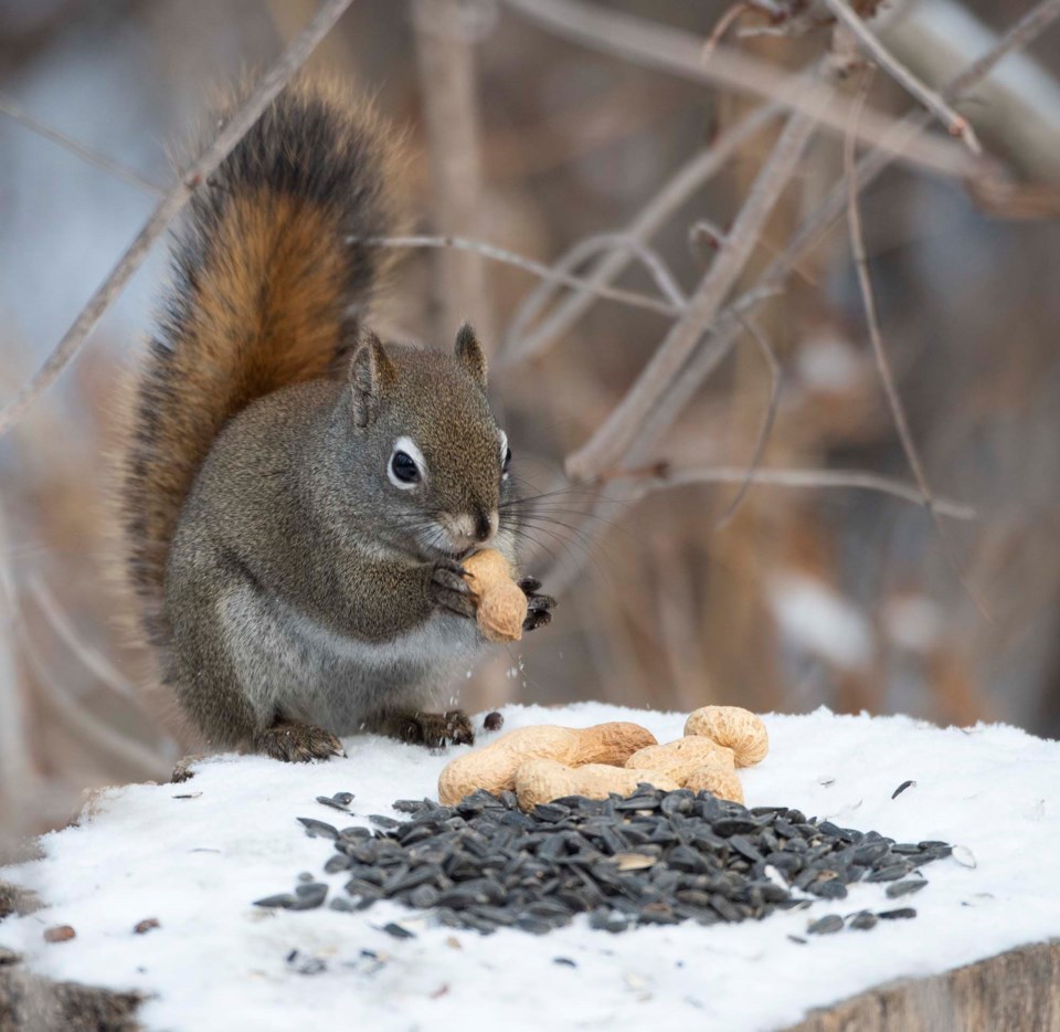 1028-envirotalk-sa-squirrelnut-0472-km