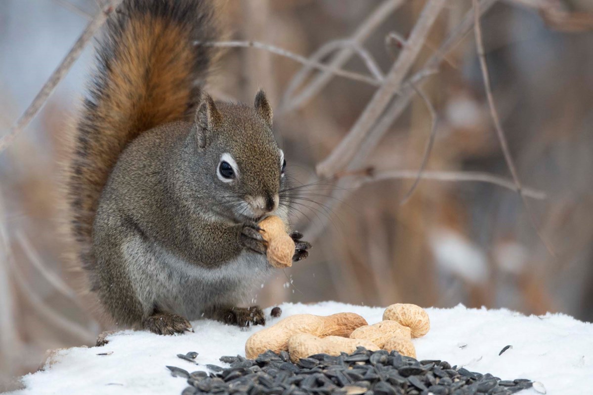 Of Mice and Men: A Free Conversation Focuses on Human-Wildlife Coexistence