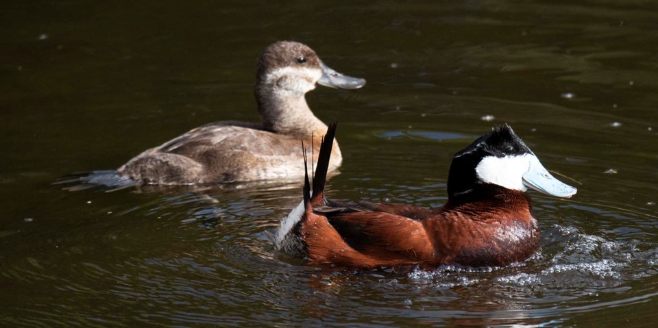 1105 MigratoryBirdDay 1860 km