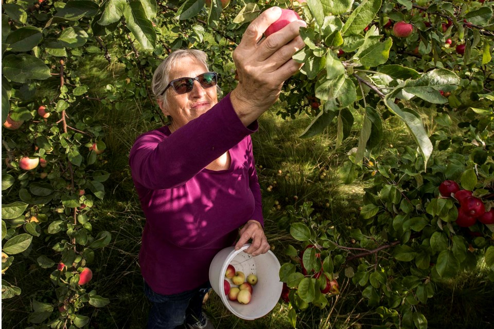 FRESH AS IT GETS – Amanda Chedzoy picks apples in her orchard at Sprout Farms near Bon Accord Wednesday, Sept. 4, 2019. Chedzoy grows about 150 varieties of apples on the orchard, of which maybe 20 are produced in any large numbers.  
DAN RIEDLHUBER/St. Albert Gazette