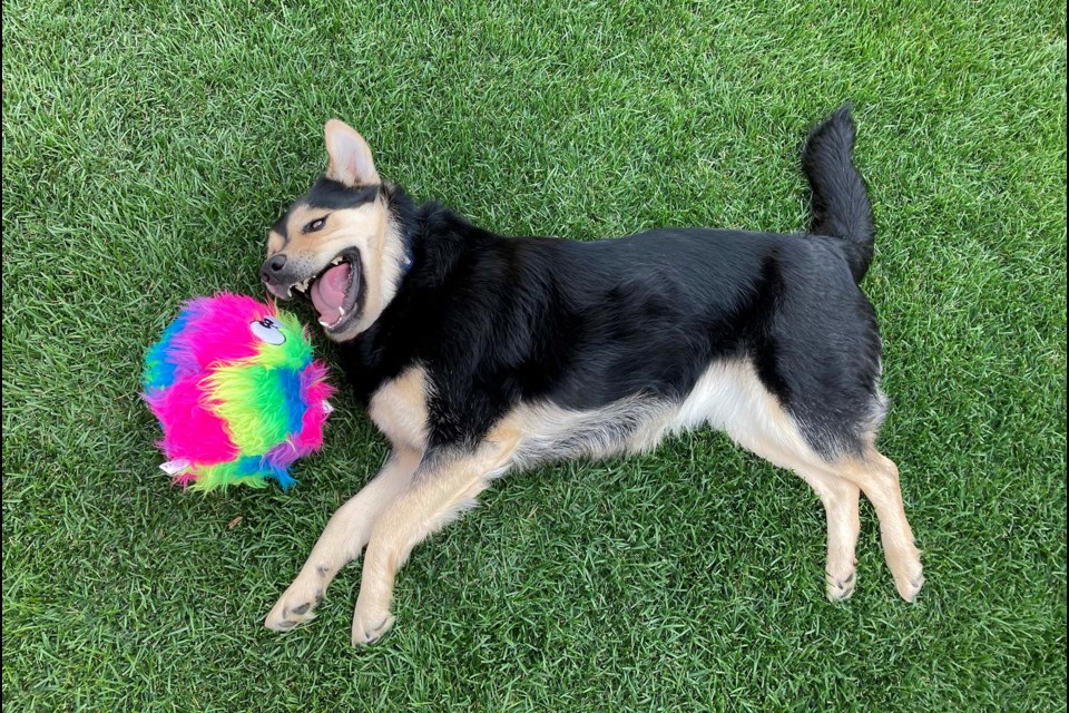 EAT BALL THING! — Dax the dog is shown here with one of her many, many, many toys. Pet experts say it is often better to find new ways to play with a dog's toys instead of getting them more toys. HELEN MA/Photo