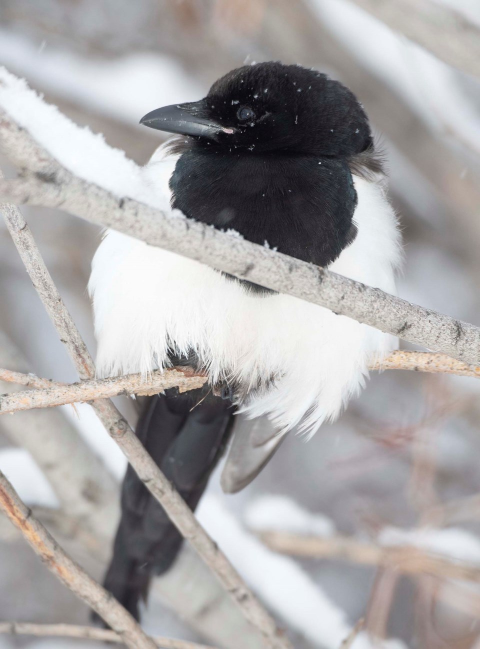1204-birdcountpreview-magpie-5226-km
