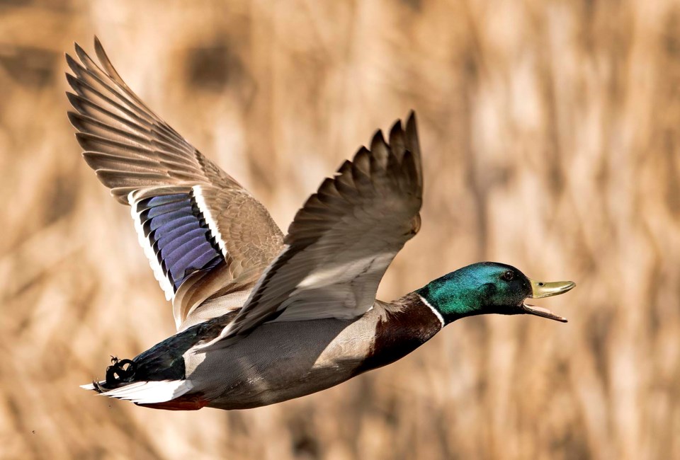 1206-birdcountpreview-sa-ducks-on-a-pond-dr143