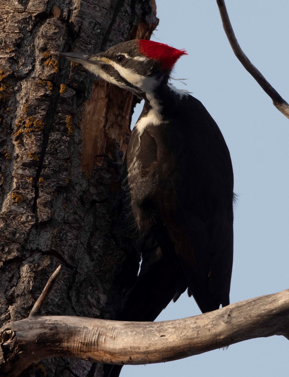 1214-birdcount-woodpecker-3116-km