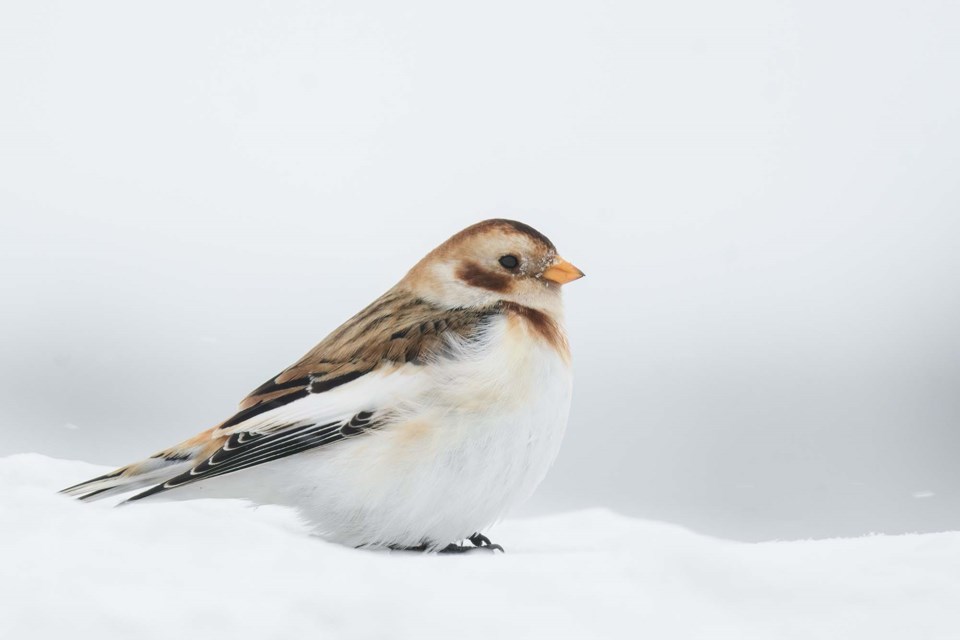 WANTED: MARSMALLOW BIRD — The Beaverhill Bird Observatory wants St. Albert-area residents to report sightings of snow buntings for study. Shown here is a typical non-breeding female snow bunting. BOB BOWHAY/Photo