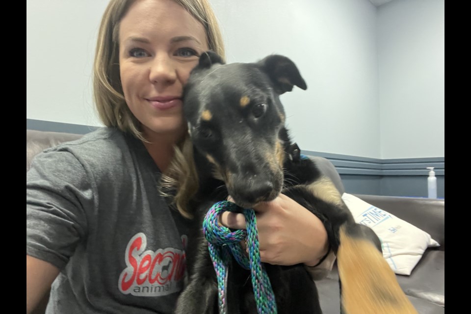 Although this poor pooch looks uncomfortable posing for a photo with Second Chance Animal Rescue's Amanda Annetts, the society's foster home coordinator,  he is looking for a forever family. SUPPLIED