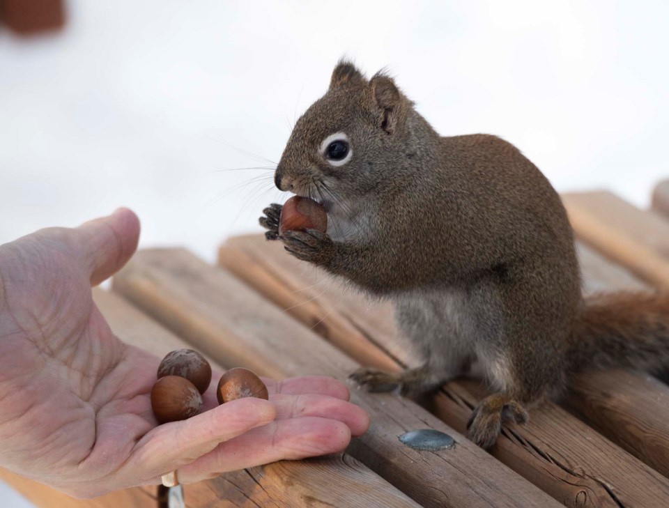 1601 SquirrelDay 0321 km