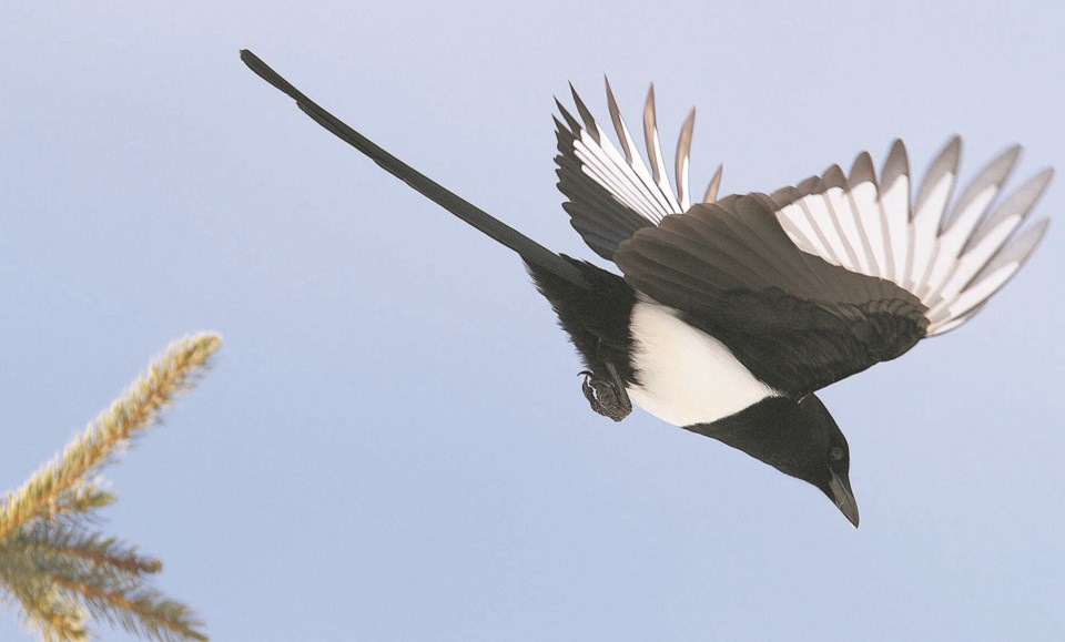 1607 CrowNoShoot magpie flying BY 8149