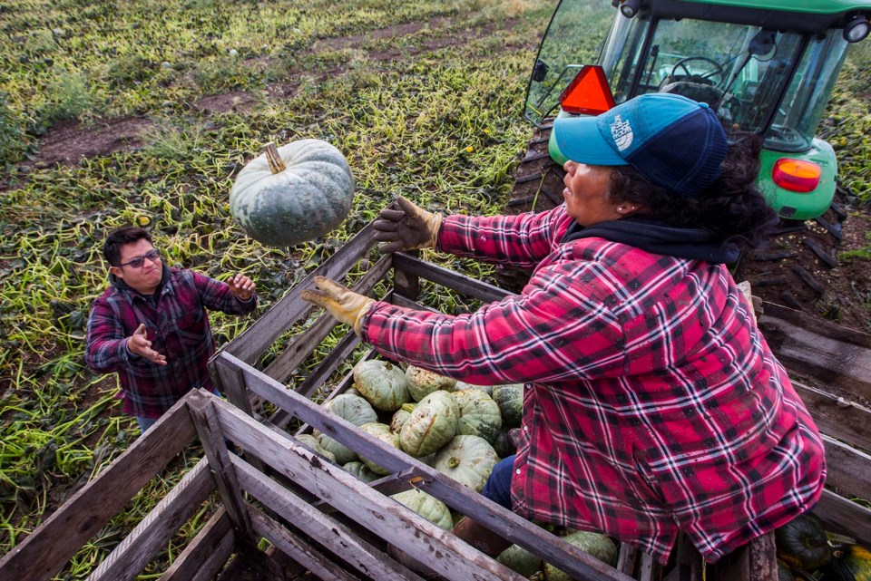 1709 DiversifiedAg2nd SA pumpkin harvest CC 1397