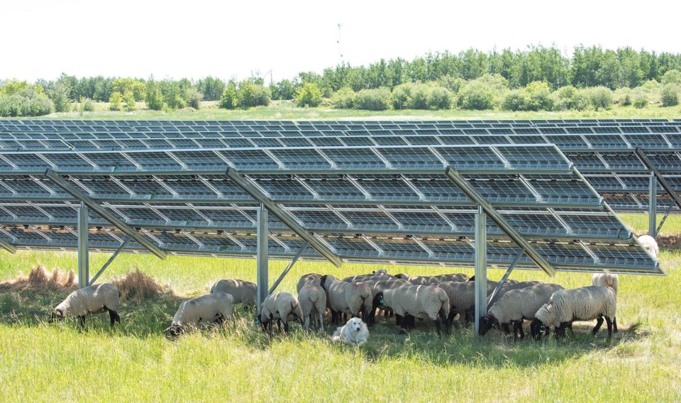 2011 AlMuniAwards BonAccordSheep km