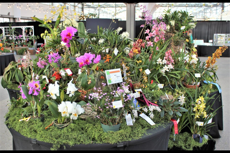 Massive displays of orchids are a highlight at the 44th annual Orchid Fair taking place at the Enjoy Centre from March 22 to 24. 