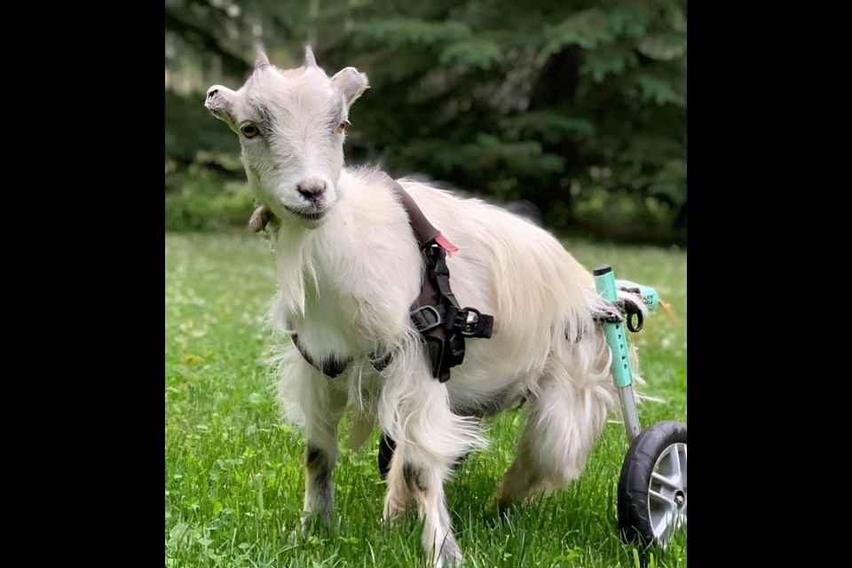 Fawn, a resident of Farm Animal Rescue and Rehoming, was brought to the sanctuary with severe frostbite on her legs.