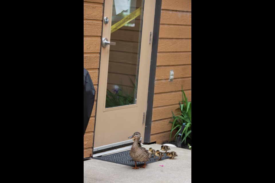 DOOR? — This female mallard and its eight ducklings hatched in the east courtyard of Chateau Mission Court in St. Albert on June 22, 2022. As the courtyard is enclosed, the birds were trapped with no way to reach the Sturgeon River. KEVIN MA/St. Albert Gazette