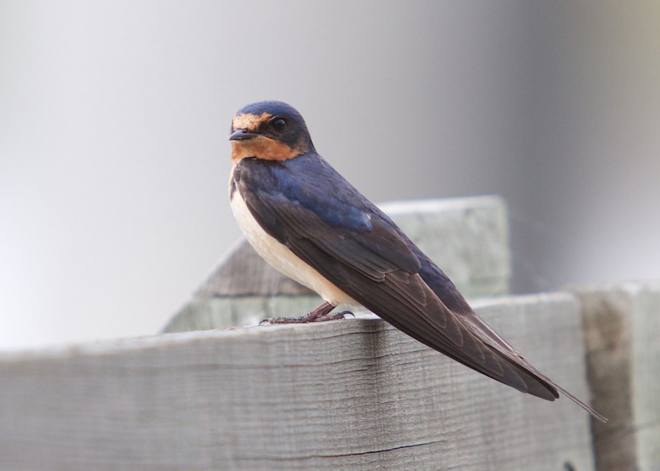 2606 BirdStudy barn swallow 4020 by