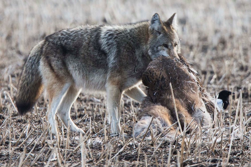 2701 CoyoteStudy coyote eating deer CC 6604