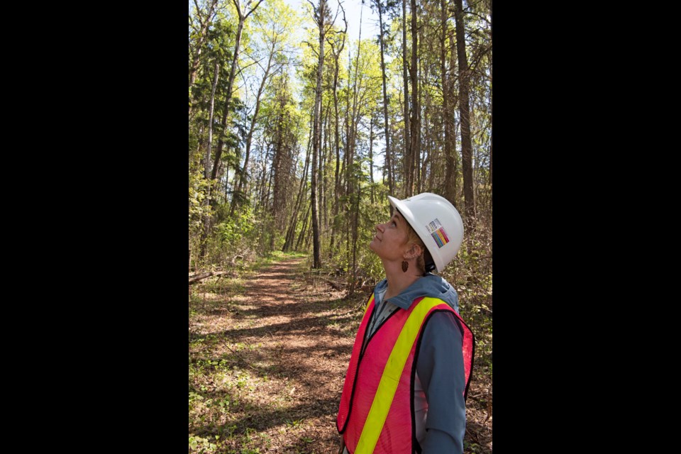 ALL NATURAL — City of St. Albert environment co-ordinator Melissa Logan inspects a new wood-chip trail in the Grey Nuns White Spruce Park May 25, 2022. Crews have converted existing footpaths in the forest to wood chip to minimize disturbances. KEVIN MA/St. Albert Gazette