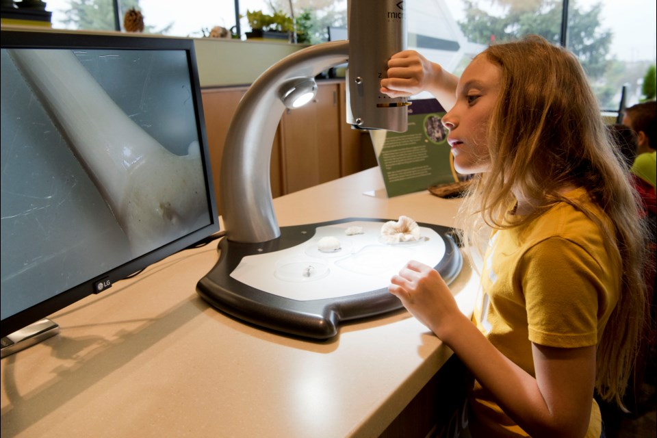 TOOTHY QUESTION – Ella Murray examines an animal tooth with a microscope at the Nature Exchange gallery Thursday. The new gallery opens at the Telus World of Science Edmonton today. It encourages guests to bring in and study natural artifacts to earn points towards prizes. 