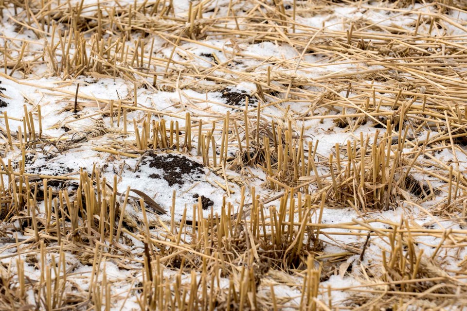 A skiff of snow covers a stubble field on a farm just east of St. Albert October 28, 2019. Most Sturgeon County farmers say they managed to collect their crops before this week's snow arrived. 
DAN RIEDLHUBER/St. Albert Gazette