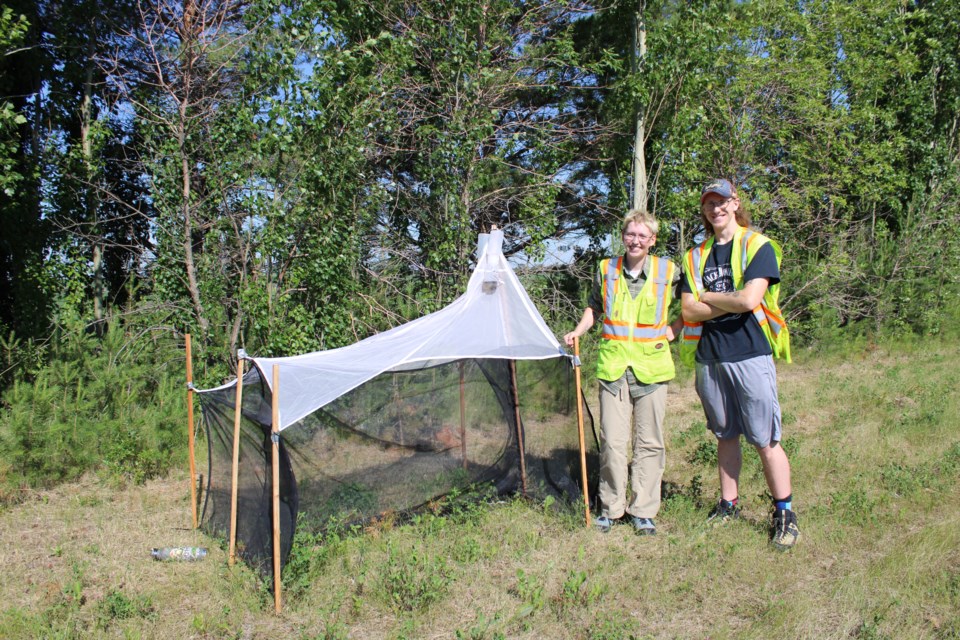 Shea Giesbrecht and her summer student Quinn Burns at one of the bee study locations. This bee study is set up on the side of highway 825 in Sturgeon County. 