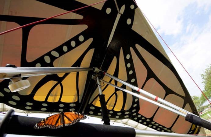 On the Trail of the Monarch Butterfly is Musée Heritage's current exhibit now on display until June 18. A tiny monarch is perched on an ultra-light that is following their butterfly's migration path. SUPPLIED/