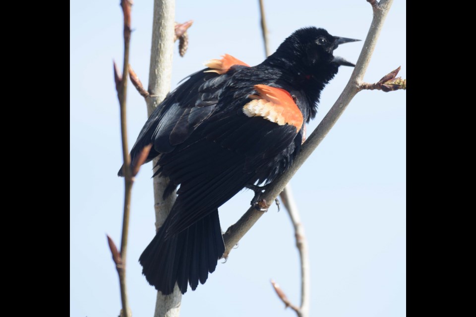 TERRITORIAL- A red-winged blackbird sings to mark its territory at Beaumaris Lake just outside of St. Albert. Such songbirds have turned up in great numbers in St. Albert in recent weeks. KEVIN MA/St. Albert Gazette