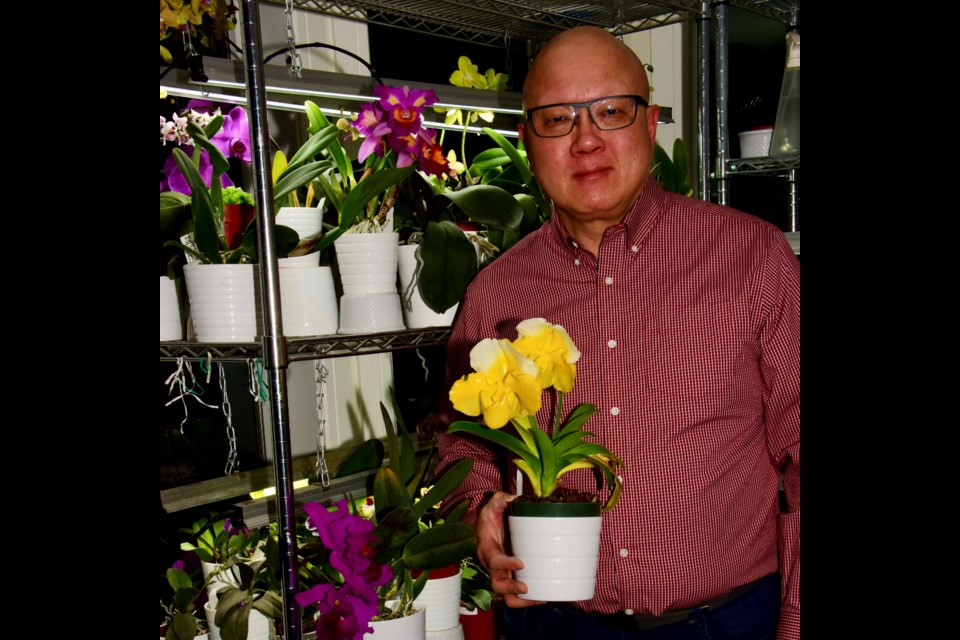 Dr. Fred Pon, president of the Orchid Society of Alberta, showcases a yellow paphiopedilum (Lady's Slipper). The society hosts its annual Orchid Fair at the Enjoy Centre on March 31 to April 2. FRED PON 