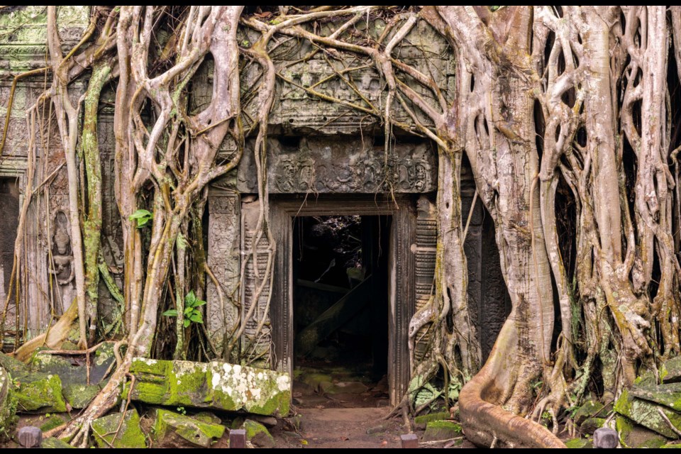 A strangler fig growing around a doorway welcomes visitors immediately upon entering Royal Alberta Museum's current exhibit Angkor: The Lost Empire of Cambodia. 