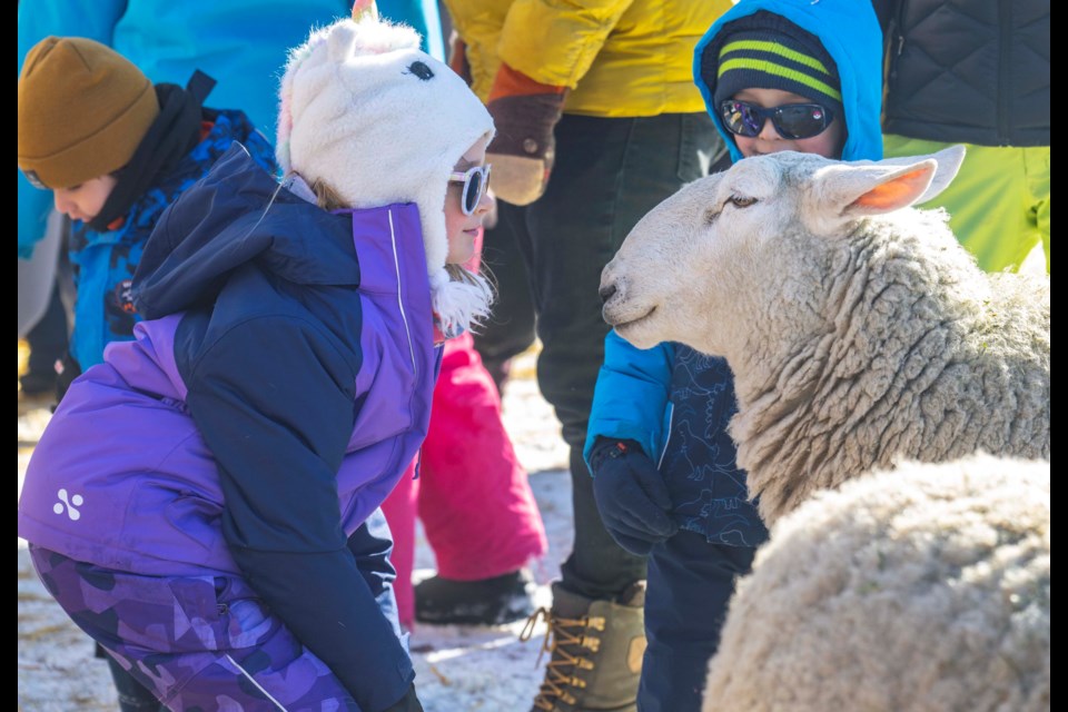 Seven- year-old Elliot Chorney gets up close to a sheep from the Alberta Petting Zoo (Photo by Walter Tychnowicz/St. Albert Gazette)