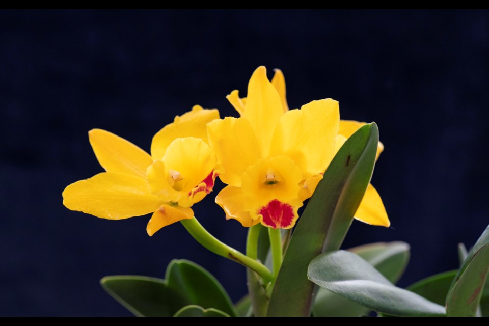 The Orchid Society of Alberta celebrates the hobby of orchid growing with its annual show and sale, Orchid Fair,  at the Enjoy centre in St. Albert on April 1. BRUCE EDWARDS/ St. Albert Gazette