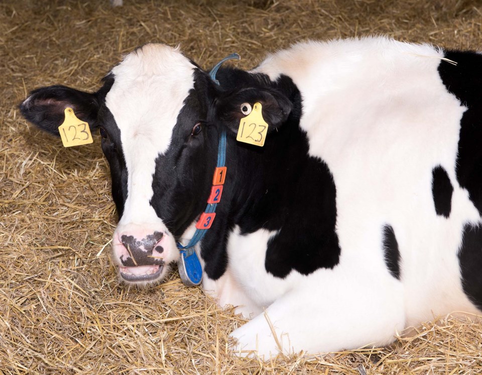 cow-county100thfarmfeat06-0920-kmw
