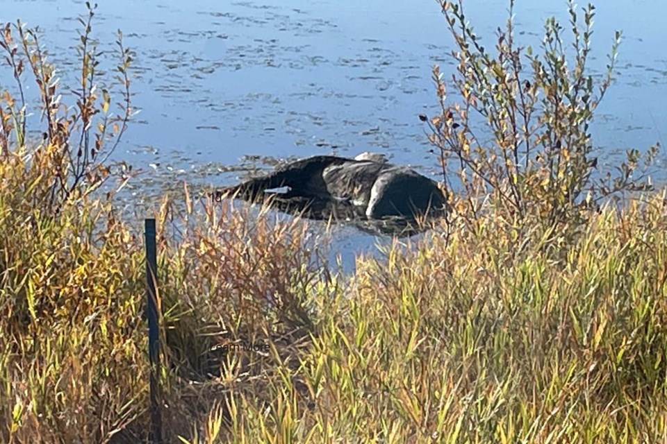 dead-moose-in-riel-pond-2