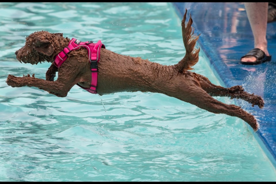 Waffles, a labradoodle owned by Darren Jones makes another leap at the Dog Swim at Grosvenor Outdoor Pool, held to raise funds for the Second Chance Animal Rescue Society, in St. Albert on Monday Sept 4.