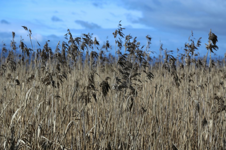 dry-grass-unsplash