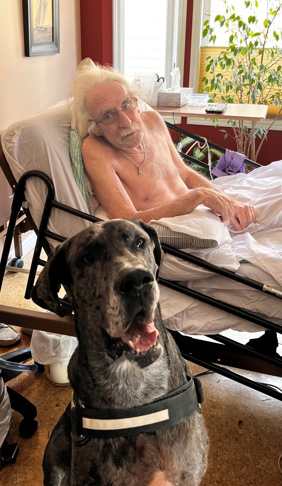 great-dane-story