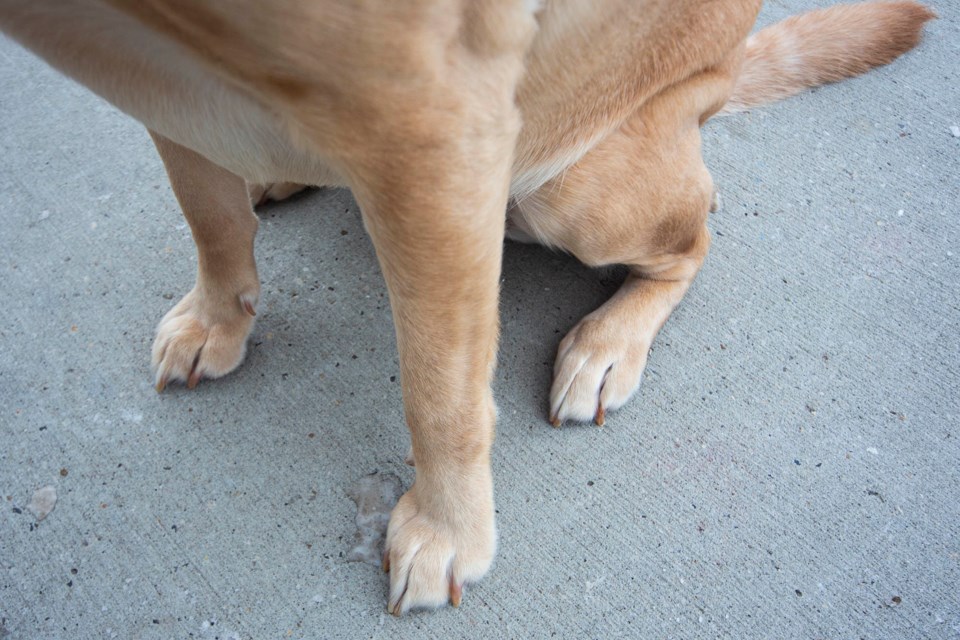 0401 dogs paws CC 4829