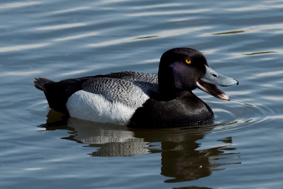 0606 SA Scaup 0273 km