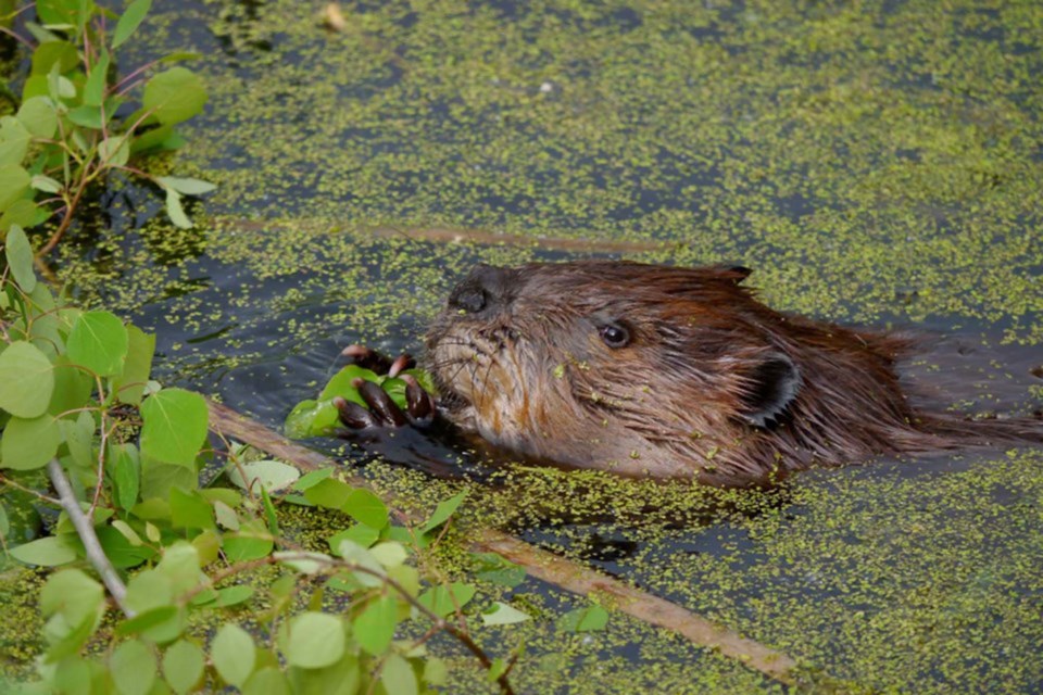 0607 beavers file CC