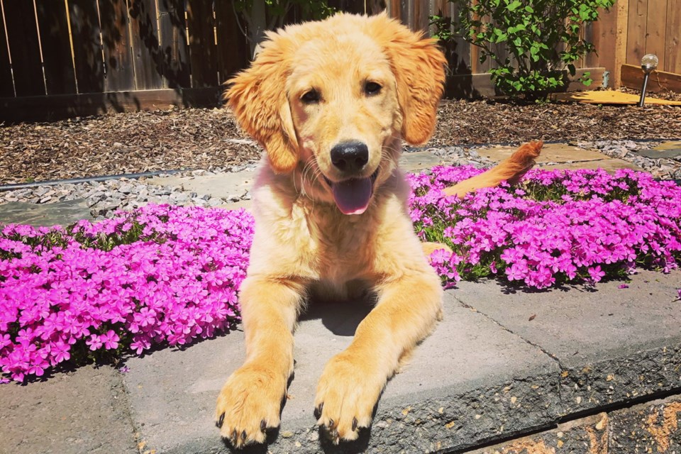 Wrigley, a five-month-old golden retriever, survived cannabis poisoning accidentally consumed while on a walk. CHELSEA MITCHELL/Photo