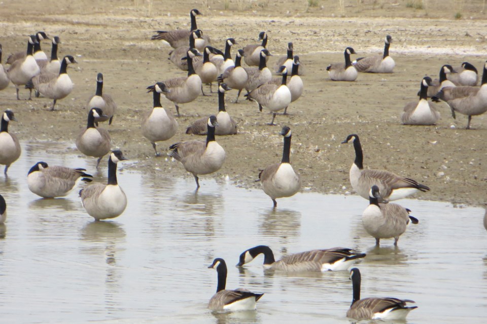 0610 Geese photo IMG_1214